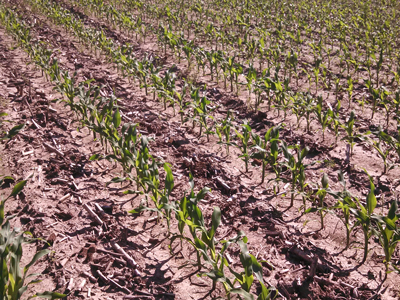 Planted Crops
