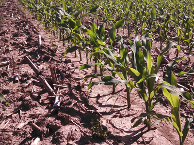 Close Shot Planted Crops