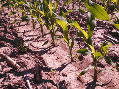 Crop Field
