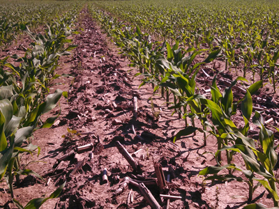 Crop Field