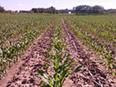 Wide Shot Planted Crops