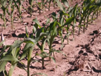Planted Crops