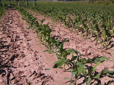 Planted Crops